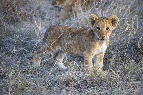 Lion (Panthera leo) Masai Mara Kenya