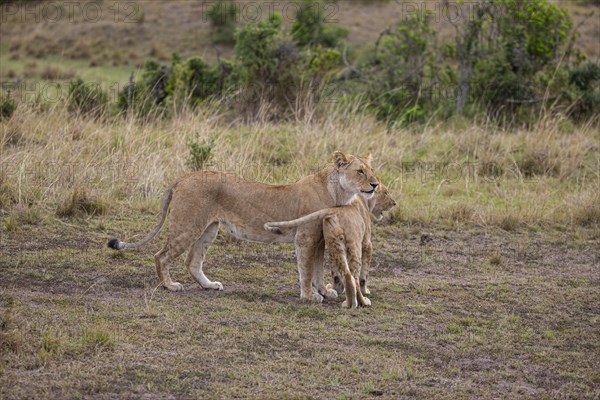 Lion (Panthera leo) Masai Mara Kenya