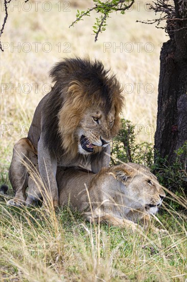 Lion (Panthera leo) Masai Mara Kenya