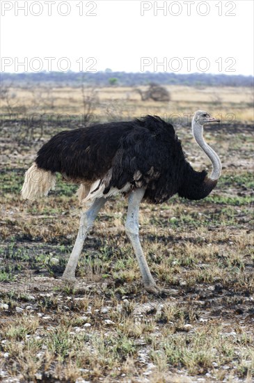 African ostrich (Struthio camelus) in the savannah in Etosha National Park, bird animal, bird, ostrich, feather, plumage, meat, walking, free living, wild, wilderness, Namibia, South West Africa, Africa