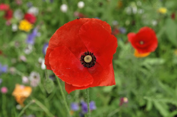 Colourful flower meadow, Schwaebisch Gmuend, Baden-Wuerttemberg, Germany, Europe