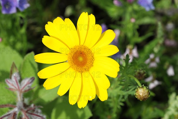 Golden marguerite (Anthemis tinctoria), medicinal plant, in a colourful flower meadow, Baden-Wuerttemberg, Germany, Europe