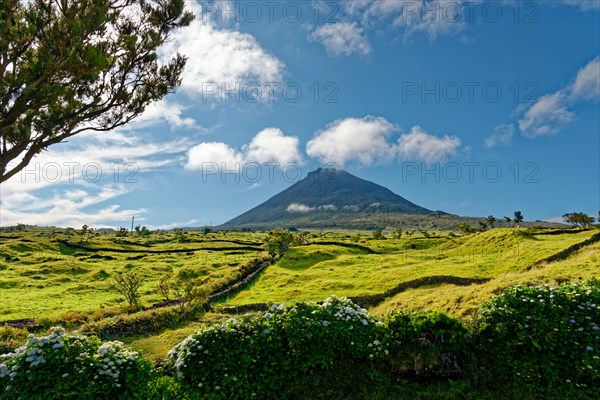 Green lush meadows with the Pico volcano and a magnificent hydrangea hedge in the foreground, Madalena, Pico, Azores, Portugal, Europe