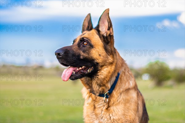 Portrait of adult German shepherd dog sticking out the tongue