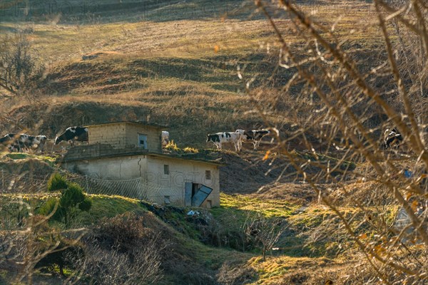 Black and white cattle grazing on side of mountainside behind old abandoned building in evening sun