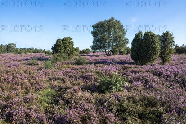 Heath landscape, flowering common heather (Calluna vulgaris), blue sky, Lueneburg Heath, Lower Saxony, Germany, Europe