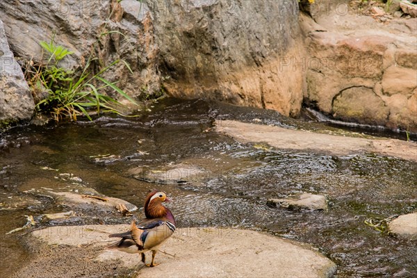 One male mandarin duck on a rock in a small stream surrounded by large boulders taken in South Korea