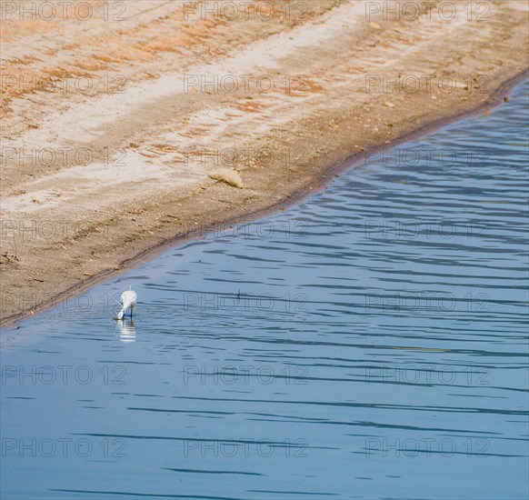 Snowy Egret hunting for food in shallow water near the shore of a lake