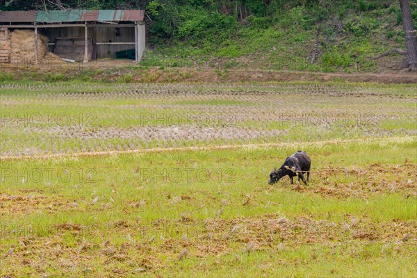 Adult black Bengal goat with horns straining against rope to reach grass in open field with barn in background