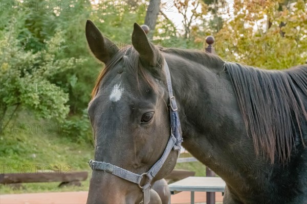 Profile of adult horse wearing bridle, halter and reins