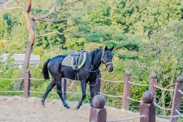 Adult male horse in full tack walking next to rope fence in sandy riding enclosure in public park