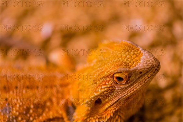 Closeup of golden colored young bearded dragon with blurred background