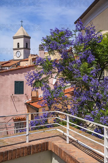 Flowering Jacaranda tree, (Bignoniceae) behind the church of Santa Maria, Capoliveri, Elba, Tuscan Archipelago, Tuscany, Italy, Europe
