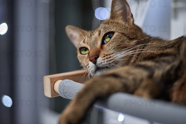 Image of a purebred Bengal cat lying on a hammock attached to a heater. Pet care concept. Mixed media