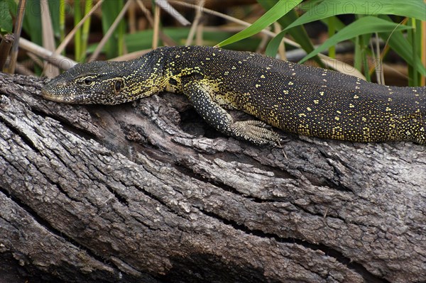 Nile monitor (Varanus niloticus), reptile, animal, fauna, lizard in the Okavango Delta on the Kwando River in BwaBwata National Park, Namibia, Africa