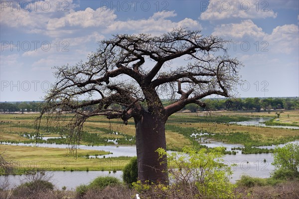 Giant african baobab (Adansonia digitata), baobab, deciduous tree, plant, flora, botany, striking, nature, landscape, Namibia, Africa
