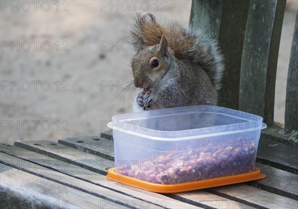 Grey squirrel Sciurus carolinensis mammal animal