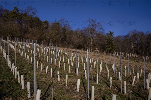 Organic viticulture, protection of the grapevine by tree protection cover, Korb im Remstal, Baden-Wuerttemberg, Germany, Europe