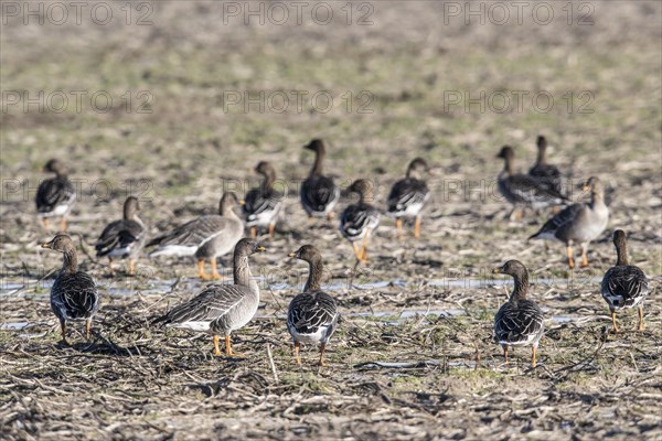 Bean Geese (Anser fabalis), Emsland, Lower Saxony, Germany, Europe