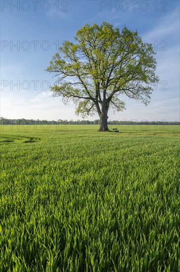 English oak (Quercus robur) standing in a field, blue sky, Lower Saxony, Germany, Europe