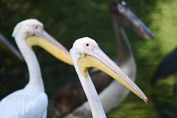 Great white pelican (Pelecanus onocrotalus), Bavaria, Germany, Europe