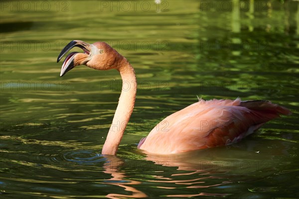 Chilean flamingo (Phoenicopterus chilensis) in the water, Bavaria, Germany, Europe