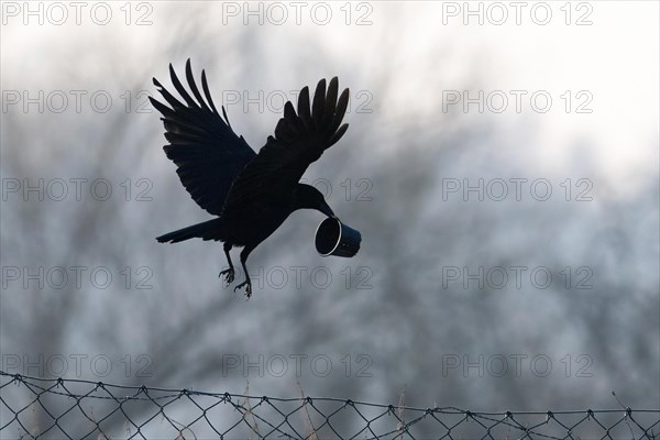 Carrion crow (Corvus corone corone), flying, with plastic cup in beak, Hesse, Germany, Europe