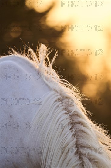 Camargue horse, fur, detail, Camargue, France, Europe