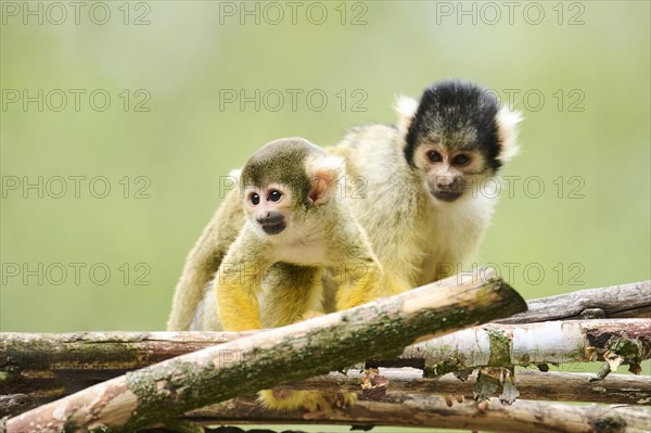 Black-capped squirrel monkey (Saimiri boliviensis) mother with he youngster, Germany, Europe