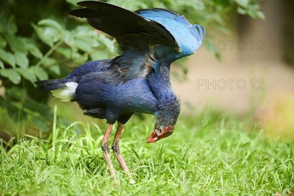 Western swamphen (Porphyrio porphyrio) on a meadow, Bavaria, Germany, Europe