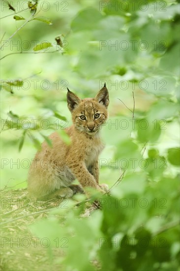 Eurasian lynx (Lynx lynx) youngster sitting in the bushes, Bavaria, Germany, Europe