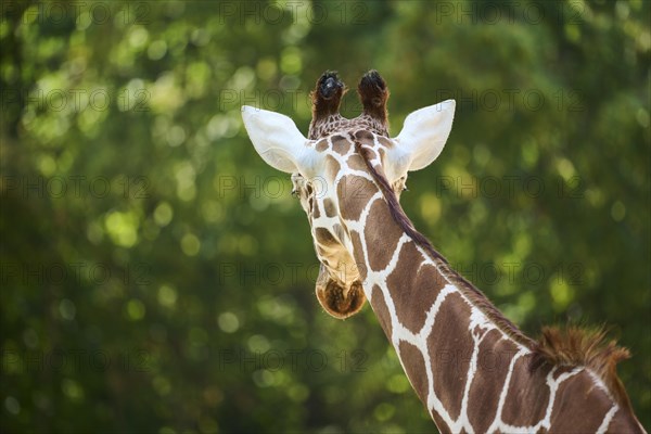 Reticulated giraffe (Giraffa camelopardalis reticulata), portrait, captive, Germany, Europe