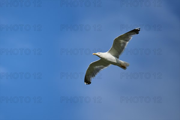 Yellow-legged gull (Larus michahellis) flying in the sky, Parc Naturel Regional de Camargue, France, Europe