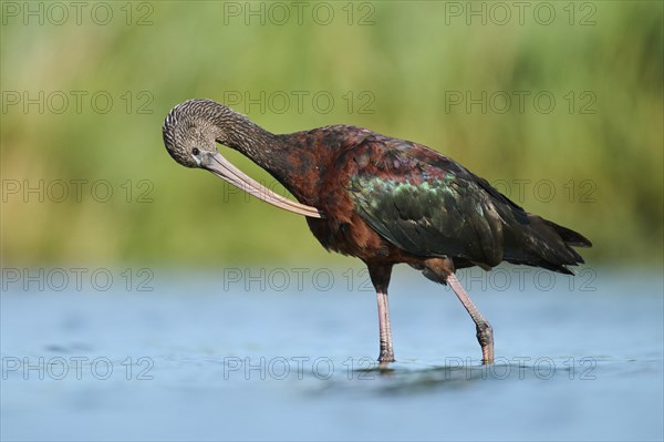 Glossy ibis (Plegadis falcinellus) walking in the water, hunting, Parc Naturel Regional de Camargue, France, Europe