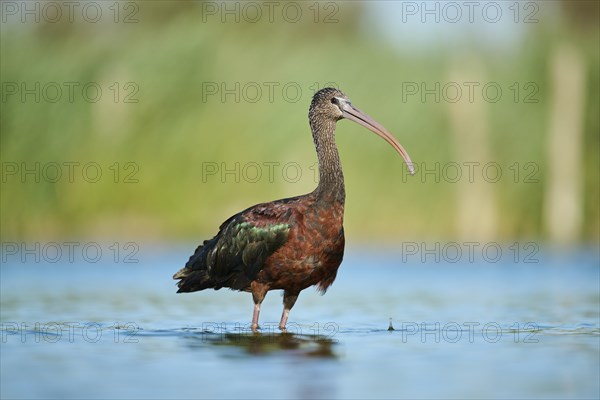 Glossy ibis (Plegadis falcinellus) walking in the water, hunting, Parc Naturel Regional de Camargue, France, Europe
