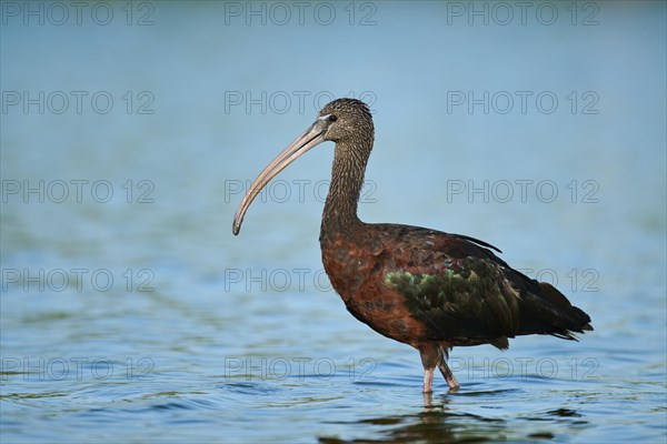 Glossy ibis (Plegadis falcinellus) walking in the water, hunting, Parc Naturel Regional de Camargue, France, Europe