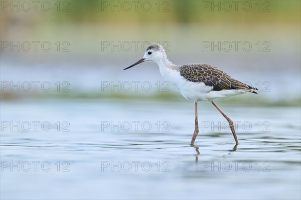 Black-winged stilt (Himantopus himantopus) youngster walking in the water, Camargue, France, Europe