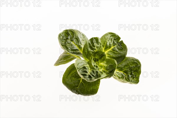 Field salad, studio shots on a white background