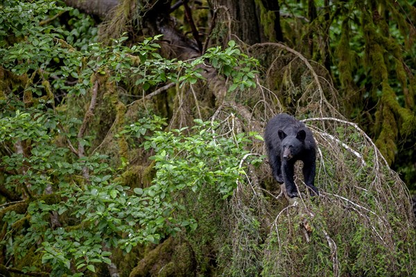 American Black Bear standing on a tree in the rainforest, head-on, curious, summer, Kake, Southeast Alaska, Alaska