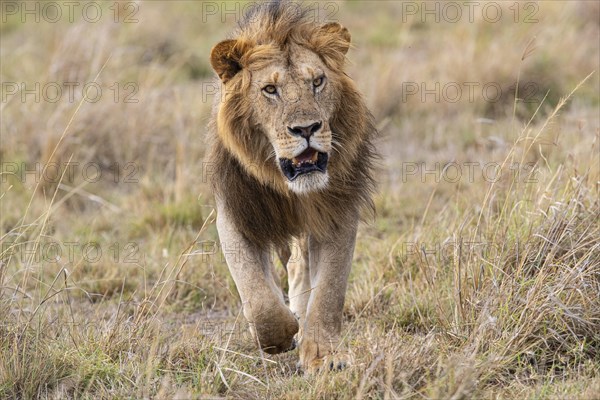 Lion (Panthera leo) Masai Mara Kenya