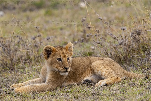 Lion (Panthera leo) Masai Mara Kenya