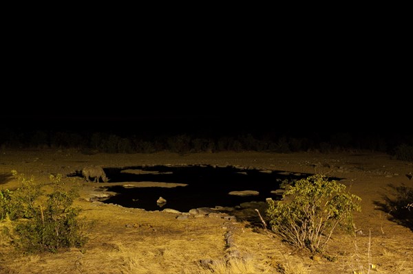 White rhino, night, drinking, drinking, night shot, waterhole, animal, wild, free-living, Namibia, Africa