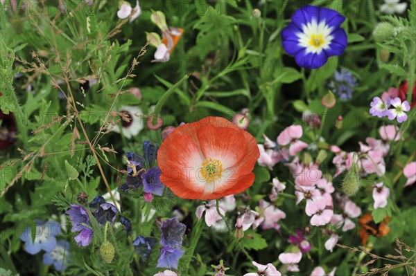 Colourful flower meadow, Schwaebisch Gmuend, Baden-Wuerttemberg, Germany, Europe