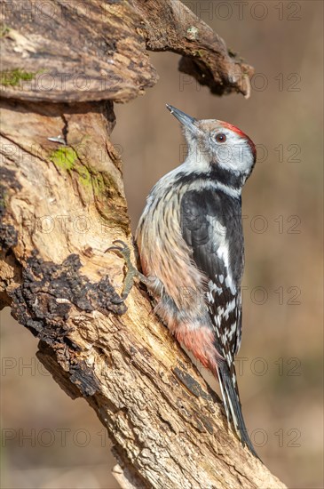 Middle spotted woodpecker (Dendrocoptes medius) on a branch in the forest. Bas-Rhin, Alsace, Grand Est, France, Europe