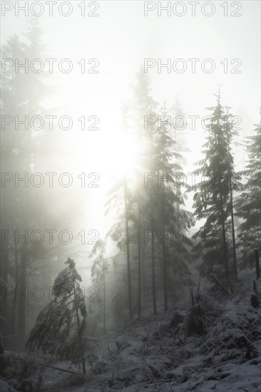 Winter landscape, forest, snow, fog, sun, Radenthein, Carinthia