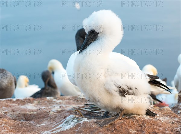 Northern gannet (Morus bassanus), colony on a rock, fluffy chick in white downy feathers, beginning moult, white adults, grey juveniles in juvenile plumage, close-up, sea in the background, Lummenfelsen, Helgoland Island, North Sea, Schleswig-Holstein, Germany, Europe