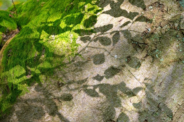 Shadow play on tree bark or bark, old copper beech (Fagus sylvatica) and moss, Hutewald Halloh natural monument, near Albertshausen, Kellerwald-Edersee nature park Park, Hesse, Germany, Europe