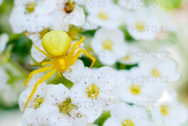 Goldenrod crab spider (Misumena vatia), yellow, lurking for prey on white-yellow flowers, spirea bush (Spiraea spec.), close-up, macro photograph, Lower Saxony, Germany, Europe