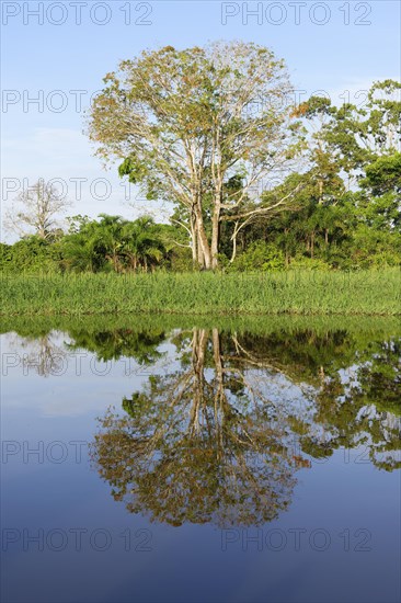 Trees reflecting in an Amazon tributary, Amazonas state, Brazil, South America