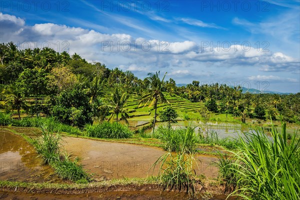 Green rice terraces on Bali island